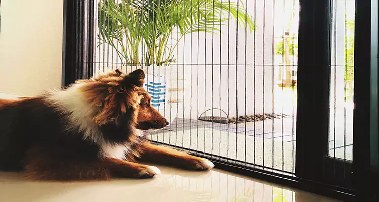 Sliding Screen Pet Door Repair in Venice, FL